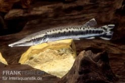 Gefleckter Hechtsalmler, Boulengerella Maculata
