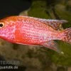 Aulonocara Spec. Firefish, DNZ