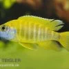 Aulonocara Nyassae "Yellow" -Interaquaristik Verkäufe 80261 Aulonocara nyassae Yellow Nachzucht 7 9 cm