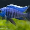 Azur-Cichlide, Copadichromis Azureus Likoma, DNZ -Interaquaristik Verkäufe 80278 Azur Cichlide Copadichromis azureus Nachzucht 3 5