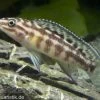 Schachbrett-Schlankcichlide, Julidochromis Marlieri, DNZ -Interaquaristik Verkäufe 80311 Schachbrett Schlankcichlide Julidochromis marlieri