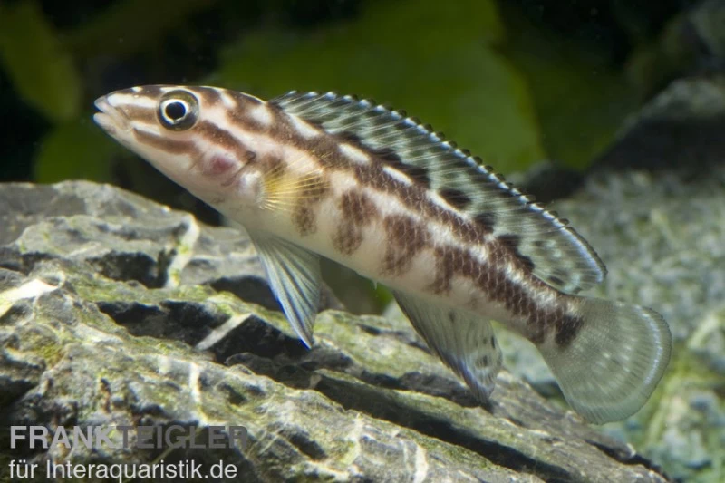 Schachbrett-Schlankcichlide, Julidochromis marlieri, DNZ Schachbrett-Schlankcichlide, Julidochromis Marlieri, DNZ -Interaquaristik Verkäufe 80311 Schachbrett Schlankcichlide Julidochromis marlieri
