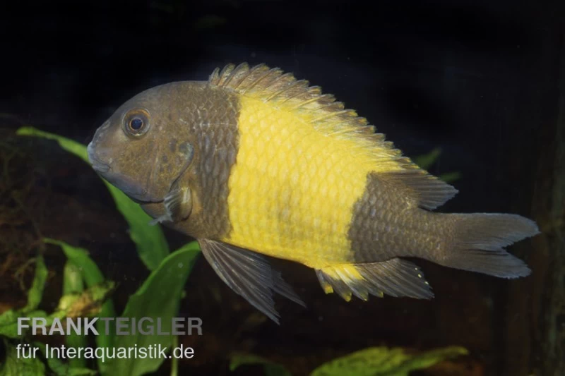 Tropheus moorii "Kaiser Ikola", DNZ Tropheus Moorii "Kaiser Ikola", DNZ -Interaquaristik Verkäufe 80320 Tropheus moorii Kaiser Ikola Nachzucht 2 3 cm