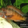 Roter Schwanzstreifen-Moorii, Tropheus Moorii "Moliro" -Interaquaristik Verkäufe 80323 Roter Schwanzstreifen Moorii Tropheus moorii Molir