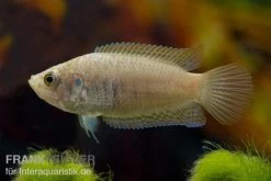 Rundschwanz-Makropode, Macropodus Ocellatus (Kaltwasser & Warmwasser)