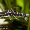 Zebra-Otocinclus, Otocinclus Cocama -Interaquaristik Verkäufe 81042 Zebra Otocinclus Otocinclus cocama