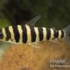 Grüner Leporinus, Leporinus Fasciatus -Interaquaristik Verkäufe 81933 Gruener Leoprinus Leporinus fasciatus