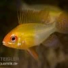Schmetterlingsbuntbarsch Gold, Mikrogeophagus Ramirezi, DNZ -Interaquaristik Verkäufe 81934 Schmetterlingsbuntbarsch gold Mikrogeophagus ramir