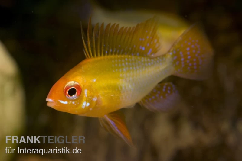 Schmetterlingsbuntbarsch gold, Mikrogeophagus ramirezi, DNZ Schmetterlingsbuntbarsch Gold, Mikrogeophagus Ramirezi, DNZ -Interaquaristik Verkäufe 81934 Schmetterlingsbuntbarsch gold Mikrogeophagus ramir