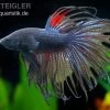 Crown Tail Kampffisch Schwarz, Männchen, Betta Splendens