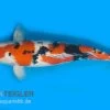Koi-Karpfen Sanke, Cyprinus Carpio, 7-10 Cm (Kaltwasser) 1 Koi-Karpfen Sanke, Cyprinus Carpio, 7-10 Cm (Kaltwasser) -Interaquaristik Verkäufe 82059 Cyprinus carpio Sanke FSWFT1648