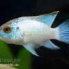 Aequidens Pulcher Spec. Neonblue
