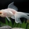 Oranda Weiss, Carassius Auratus (Kaltwasser) -Interaquaristik Verkäufe 82874 Oranda weiss Carassius auratus 4 5 cm Kaltwasser