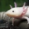 Axolotl Weißling, Ambystoma Mexicanum 2 Axolotl Weißling, Ambystoma Mexicanum -Interaquaristik Verkäufe 82875 Axolotl Weissling Ambystoma mexicanum