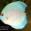 Diskusfisch ASIA-NZ, Symphysodon Discus Blue Diamond -Interaquaristik Verkäufe 82879 Diskusfisch Symphysodon discus Blue Diamond