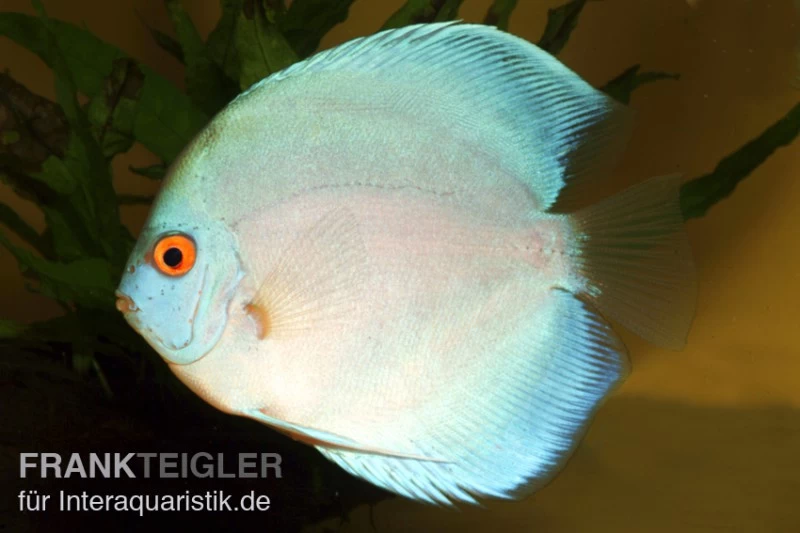 Diskusfisch ASIA-NZ, Symphysodon discus Blue Diamond Diskusfisch ASIA-NZ, Symphysodon Discus Blue Diamond -Interaquaristik Verkäufe 82879 Diskusfisch Symphysodon discus Blue Diamond