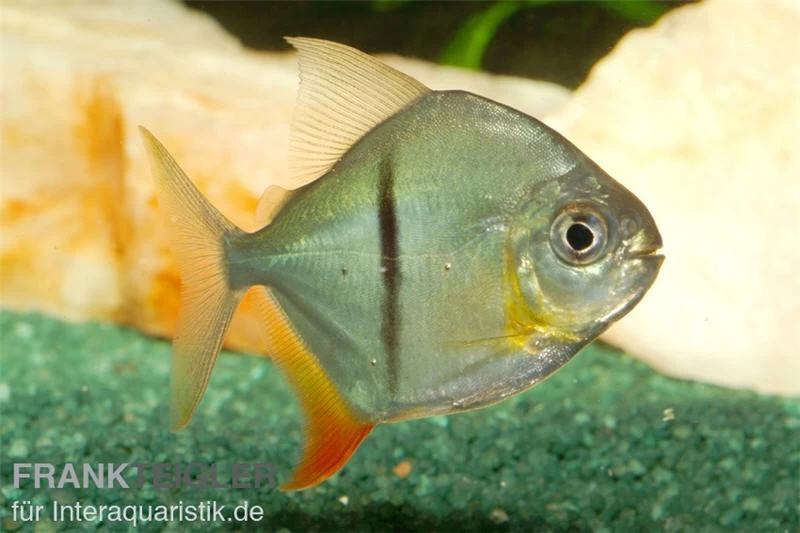 Schwarzband-Mühlsteinsalmler, Myleus schomburgkii (Variante 2) SCHMALER STREIFEN Schwarzband-Mühlsteinsalmler, Myleus Schomburgkii (Variante 2) SCHMALER STREIFEN -Interaquaristik Verkäufe 82897 Schwarzband Muehlsteinsalmler Myleus schombur