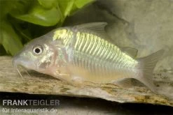 Smaragd-Panzerwels, Brochis Splendens