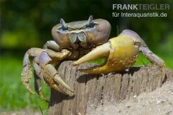 Indonesische Riesenlandkrabbe, Cardisoma Carnifex -Interaquaristik Verkäufe 82992 Cardisoma carnifex 3