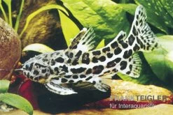 Jaguardornwels, Liosomadoras Oncinus