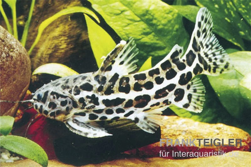 Jaguardornwels, Liosomadoras oncinus Jaguardornwels, Liosomadoras Oncinus -Interaquaristik Verkäufe 83238 Jaguardornwels Liosomadoras oncinus