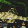 Gestreifter Zwergschilderwels, L15, Peckoltia Vittata, 8-10 Cm -Interaquaristik Verkäufe 83326 L 15 Peckoltia vittata zwergschilderwels
