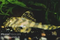 Gestreifter Zwergschilderwels, L15, Peckoltia Vittata, 8-10 Cm
