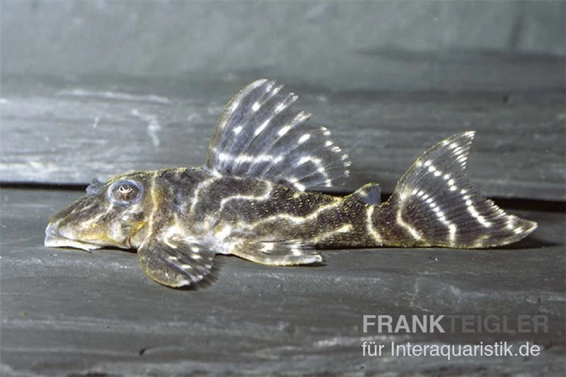 Kolumbianischer Zebrawels, L129, Hypancistrus debilittera Kolumbianischer Zebrawels, L129, Hypancistrus Debilittera -Interaquaristik Verkäufe 83332 Kolumbischer Zebrawels L129 Hypancistrus debilitte