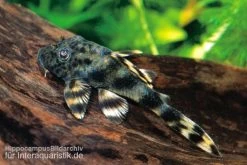 Ucayali-Zwergschilderwels, L205, Peckoltia Sp. -Interaquaristik Verkäufe 83341 Ucayali Zwergschilderwels L205 Peckoltia sp