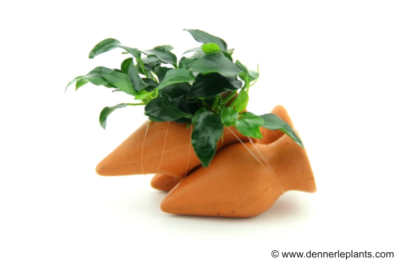 Dennerle Garnelen-Amphore, Anubias nana "Bonsai" auf 3er Tonamphore Dennerle Garnelen-Amphore, Anubias Nana "Bonsai" Auf 3er Tonamphore -Interaquaristik Verkäufe 85428 Dennerle Garnelen Amphore