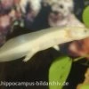 Axolotl Albino, Ambystoma Mexicanum 1 Axolotl Albino, Ambystoma Mexicanum -Interaquaristik Verkäufe 8880 Axolotl albino Ambystoma mexicanum 1
