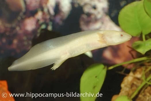 Axolotl albino, Ambystoma mexicanum Axolotl Albino, Ambystoma Mexicanum -Interaquaristik Verkäufe 8880 Axolotl albino Ambystoma mexicanum 1