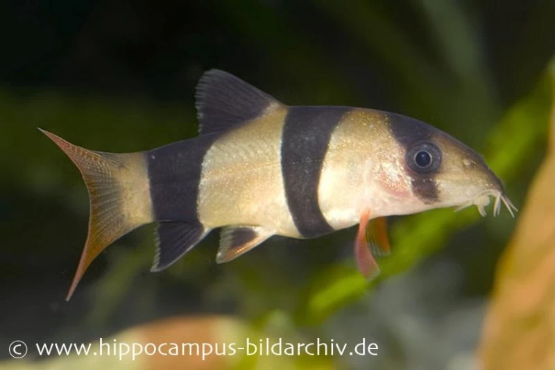 Prachtschmerle, Botia macracantha Prachtschmerle, Botia Macracantha -Interaquaristik Verkäufe 8926 Prachtschmerle Botia macracantha