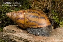 Tiger-Achatschnecke, Achatina Achatina -Interaquaristik Verkäufe Achatina achatina 1 WWTFT0300