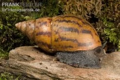 Tiger-Achatschnecke, Achatina Achatina -Interaquaristik Verkäufe Achatina achatina WWTFT0302