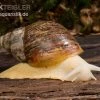 Weisse Achatschnecke, Achatina Fulica "White Jade"