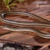 Ägyptische Sandrennnatter, Psammophis Sibilans -Interaquaristik Verkäufe Aegyptische Sandrennnatter Psammophis sibilans 01