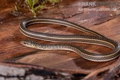 Ägyptische Sandrennnatter, Psammophis Sibilans