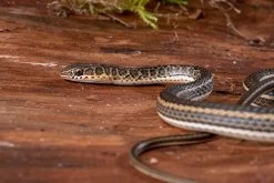 Ägyptische Sandrennnatter, Psammophis Sibilans -Interaquaristik Verkäufe Aegyptische Sandrennnatter Psammophis sibilans 03