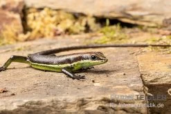 Afrika-Skink, Trachylepis Polytropis -Interaquaristik Verkäufe Afrika Skink Trachylepis polytropis 3