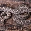 Afrikanische Eierschlange, Dasypeltis Scabra
