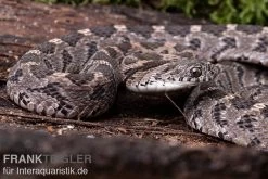 Afrikanische Eierschlange, Dasypeltis Scabra -Interaquaristik Verkäufe Afrikanische Eierschlange Dasypeltis scabra neu 3