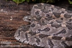 Afrikanische Eierschlange, Dasypeltis Scabra -Interaquaristik Verkäufe Afrikanische Eierschlange Dasypeltis scabra neu 4