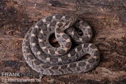 Afrikanische Eierschlange, Dasypeltis Scabra -Interaquaristik Verkäufe Afrikanische Eierschlange Dasypeltis scabra neu 5