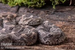 Afrikanische Eierschlange, Dasypeltis Scabra -Interaquaristik Verkäufe Afrikanische Eierschlange Dasypeltis scabra neu 6