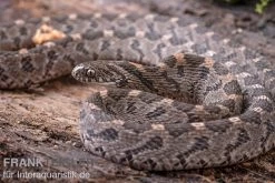 Afrikanische Eierschlange, Dasypeltis Scabra -Interaquaristik Verkäufe Afrikanische Eierschlange Dasypeltis scabra neu 9