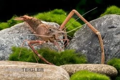 Afrikanische Flußgarnele, Macrobrachium Vollenhovenii -Interaquaristik Verkäufe Afrikanische Flussgarnele Macrobrachium vollenhov 2