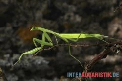 Afrikanische Gottesanbeterin, Sphodromantis Bioculata -Interaquaristik Verkäufe Afrikanische Gottesanbeterin Sphodromantis bioculata 3