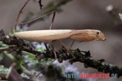 Afrikanische Gottesanbeterin, Sphodromantis Bioculata -Interaquaristik Verkäufe Afrikanische Gottesanbeterin Sphodromantis bioculata 4
