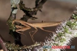 Afrikanische Gottesanbeterin, Sphodromantis Bioculata -Interaquaristik Verkäufe Afrikanische Gottesanbeterin Sphodromantis bioculata 5